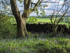 Hyacinthoides non-scripta