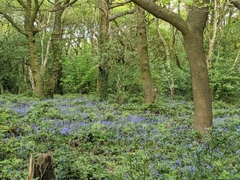 Hyacinthoides non-scripta