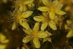 Calytrix flavescens