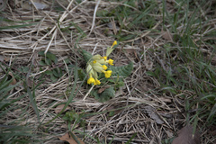 Primula veris