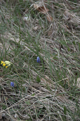 Muscari botryoides