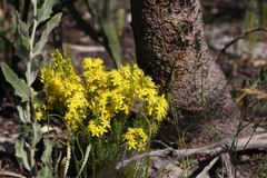 Calytrix flavescens