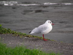 Chroicocephalus ridibundus