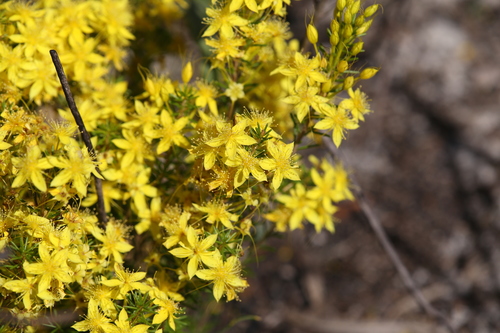 Image of Calytrix flavescens by (c) Hugo Innes, some rights reserved (CC BY)