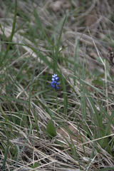 Muscari botryoides