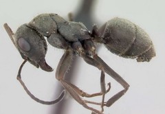 Formica cinerea