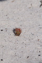 Drosera minutiflora