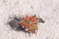 Drosera minutiflora
