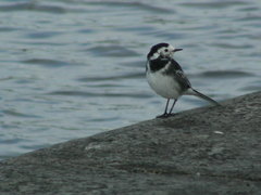 Motacilla alba yarrellii