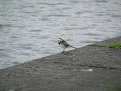 Motacilla alba yarrellii