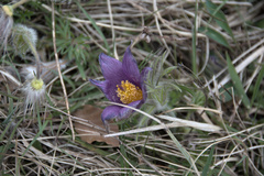 Pulsatilla vulgaris