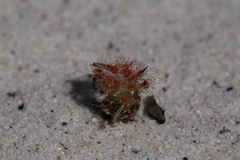 Drosera minutiflora
