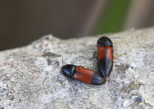 belted click beetle, photo 4 of 9