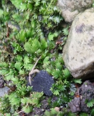 Fissidens taxifolius