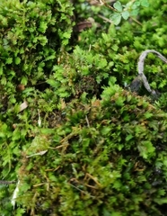 Fissidens taxifolius