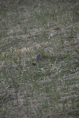 Pulsatilla vulgaris