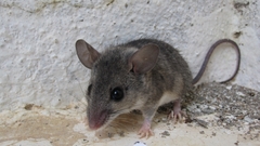 Eastern Broad-Toothed Field Mouse photo 3