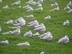 Chroicocephalus ridibundus