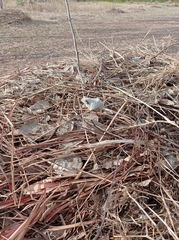 Chiromantis xerampelina