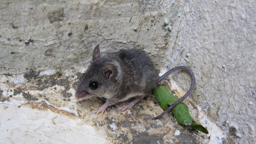 Eastern Broad-Toothed Field Mouse