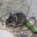 Broad-toothed Field Mouse - Photo (c) Yaman Omran, some rights reserved (CC BY-NC), uploaded by Yaman Omran