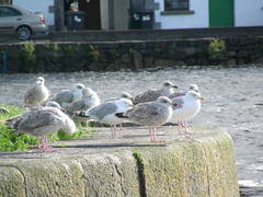 Larus argentatus