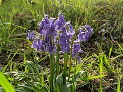Hyacinthoides