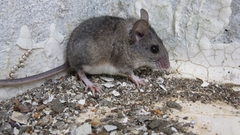Eastern Broad-Toothed Field Mouse photo 2