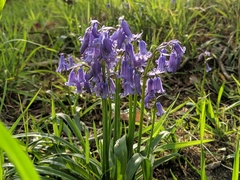 Hyacinthoides