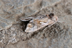 Autoplusia gammoides