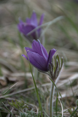 Pulsatilla vulgaris
