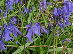 Hyacinthoides
