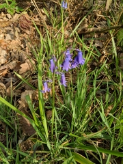Hyacinthoides