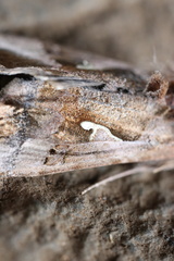 Autoplusia gammoides