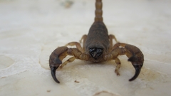 Scorpio kruglovi