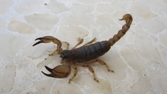 Scorpio kruglovi