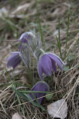 Pulsatilla vulgaris