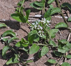 Heliotropium veronicifolium