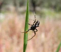 Gibbaranea bituberculata