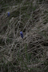Muscari botryoides