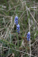 Muscari botryoides