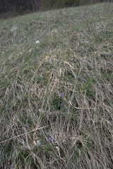 Muscari botryoides