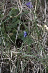 Muscari botryoides