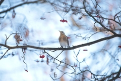 Turdus pilaris