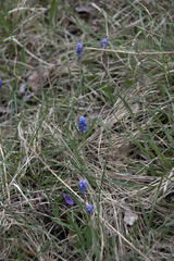 Muscari botryoides