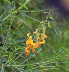 Crotalaria laburnifolia
