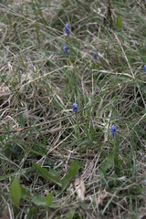 Muscari botryoides