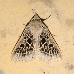 Herminodes tessellata