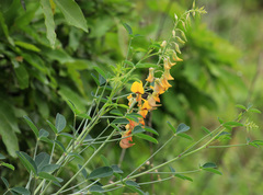 Crotalaria laburnifolia