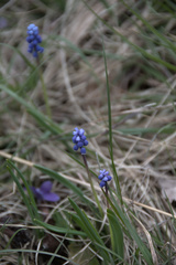 Muscari botryoides